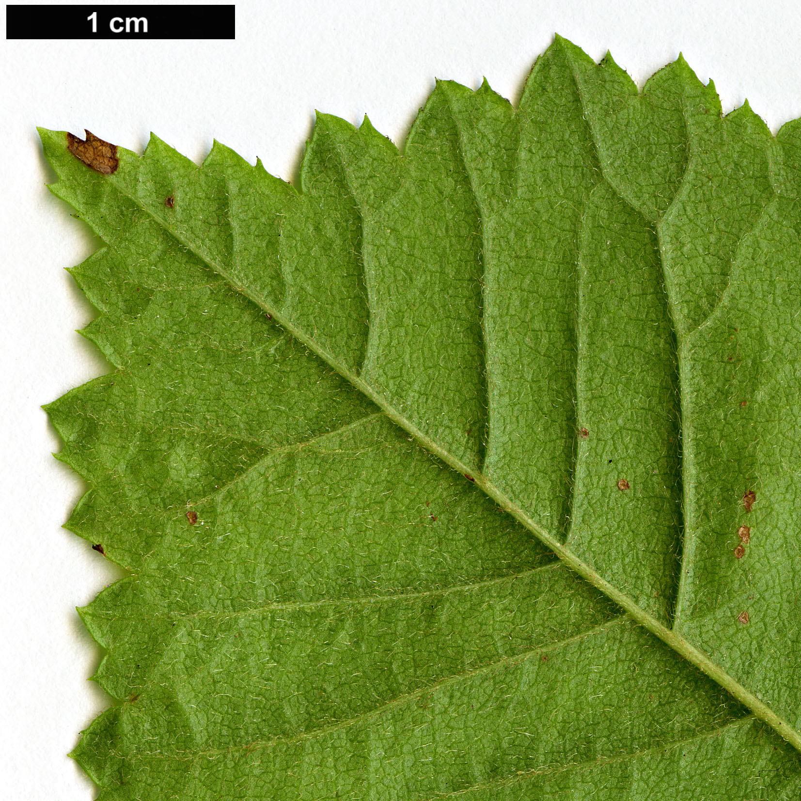 High resolution image: Family: Rosaceae - Genus: Prunus - Taxon: triloba